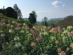 -雁南飞茶田景区