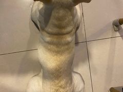 -平行世界·猫咖(首经贸店)