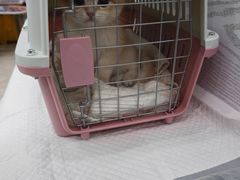 -纳吉亚猫专科动物医院·北北分院