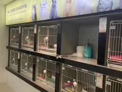 -翊宠yipet猫狗购宠庄园犬舍•猫舍