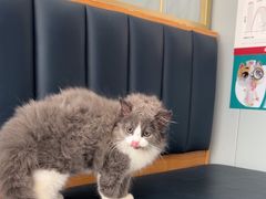 -伟伟宠物医院·瑞派猫友好医院·猫科(光谷店)