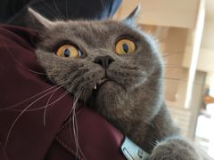 -北京恒爱动物医院(清景园分院)