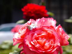 -同济大学-北苑食堂