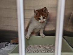 -宠福鑫康馨动物医院·骨科·眼科