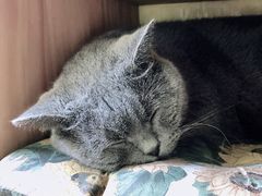 -海边的猫和咖啡馆