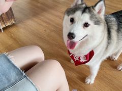 -Husky Go! 哈士奇体验馆·宠物咖啡厅狗咖