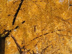 -三里屯东五街银杏大道