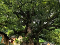 -杨家堂村
