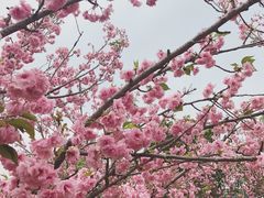 -天适樱花悠乐园