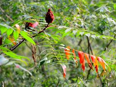 -碓臼峪自然风景区