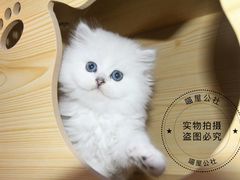 -喵zoo家庭繁育猫舍(尖东智能花园店)