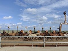 -呼伦贝尔大草原巴尔虎蒙古部落民俗旅游度假景区