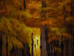 -白鹭湾湿地公园