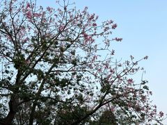 -厦门园林博览苑