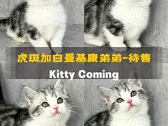 -小猫来了·猫舍(红山六九七九店)