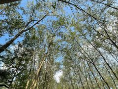 -合肥滨湖国家森林公园