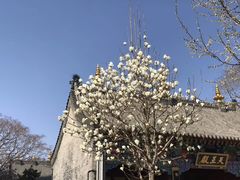 -护国法轮寺