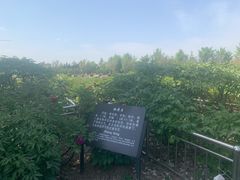 -曹州牡丹园