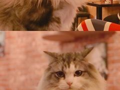 -名猫咖啡馆·撸猫·拼豆