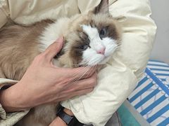 -四月宠物医院·猫专科·心脏专科·内科(转塘店)