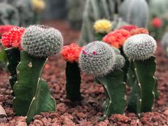 -南通洲际绿博园