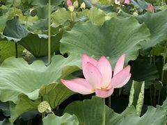 -三圣花乡旅游区