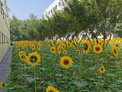 -北京国家会计学院