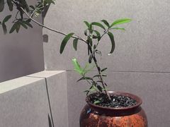 -本处·素食·融合料理(南油店)
