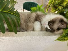 -喵喵咪呀布偶猫咖(春熙路店)