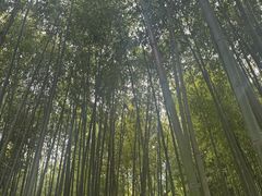 -泰山风景名胜区-普照寺