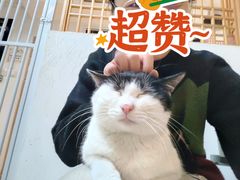 -猫在这儿猫咪咖啡馆·撸猫馆