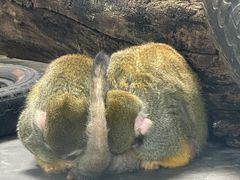 -西安秦岭野生动物园