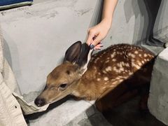 -浣熊柯尔鸭土拨鼠·电玩咖