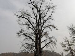 -千年银杏谷文化旅游区