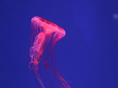 -芜湖新华联大白鲸海洋公园