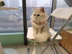 -怪兽屋·羊驼·猫咖·狗咖(俊华广场店)