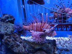 -太平洋海底世界