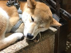 -more than meow吴止猫主题餐厅(承德 中船汇店)