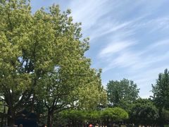 -嘉定紫藤园