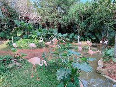 -海南热带野生动植物园