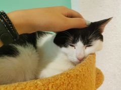 -猫在这儿猫咪咖啡馆·撸猫馆