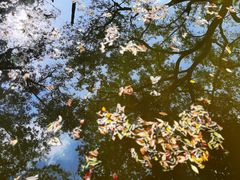 -秋霞圃
