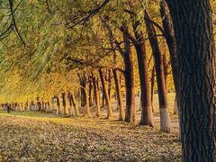 -长白岛森林公园