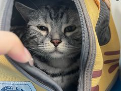 -纳吉亚猫专科动物诊疗中心(蒋宅口分院)