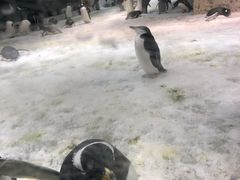 -大连圣亚海洋世界