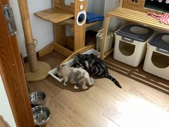 -有猫主题·治愈系猫咖(曾厝垵店)