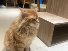 -藏猫猫咖啡主题馆(中央大道店)