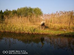 -溱湖国家湿地公园