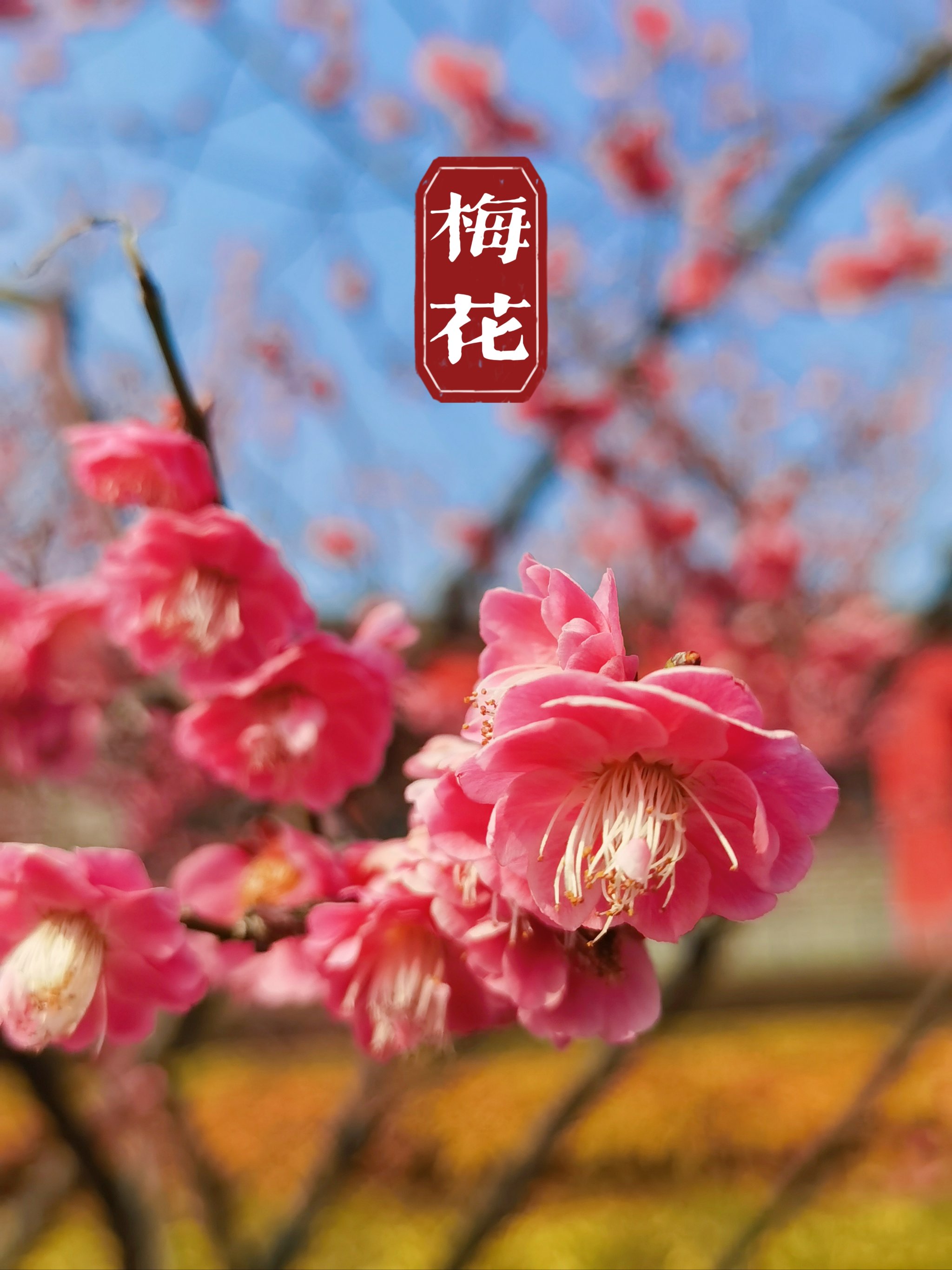 花花收集赛|这一片红梅花,开得也太好看了吧�