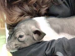 小香猪-藦茜花园宠物主题亲子互动体验馆(国顺东路店)